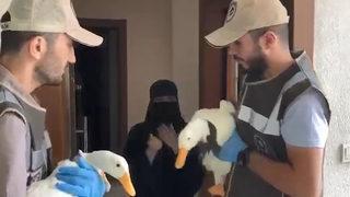 Görüntüleri olay yaratmıştı! Türkiye'nin tartıştığı iki ördeğin akıbeti belli oldu
