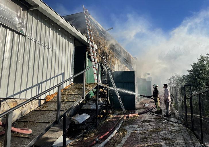 Bursa'da çiftlikte çıkan yangında çok sayıda tavuk ve koyun telef oldu G5