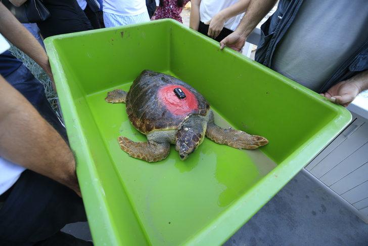 Antalya'da tedavisi tamamlanan caretta caretta uydu takip cihazı takılarak denize bırakıldı G1