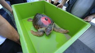 Antalya'da tedavisi tamamlanan caretta caretta uydu takip cihazı takılarak denize bırakıldı