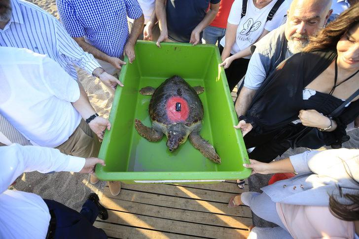 Antalya'da tedavisi tamamlanan caretta caretta uydu takip cihazı takılarak denize bırakıldı G2