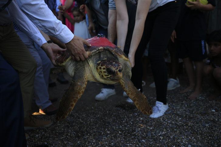 Antalya'da tedavisi tamamlanan caretta caretta uydu takip cihazı takılarak denize bırakıldı G4