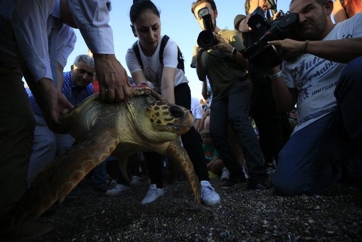 Antalya'da tedavisi tamamlanan caretta caretta uydu takip cihazı takılarak denize bırakıldı G5