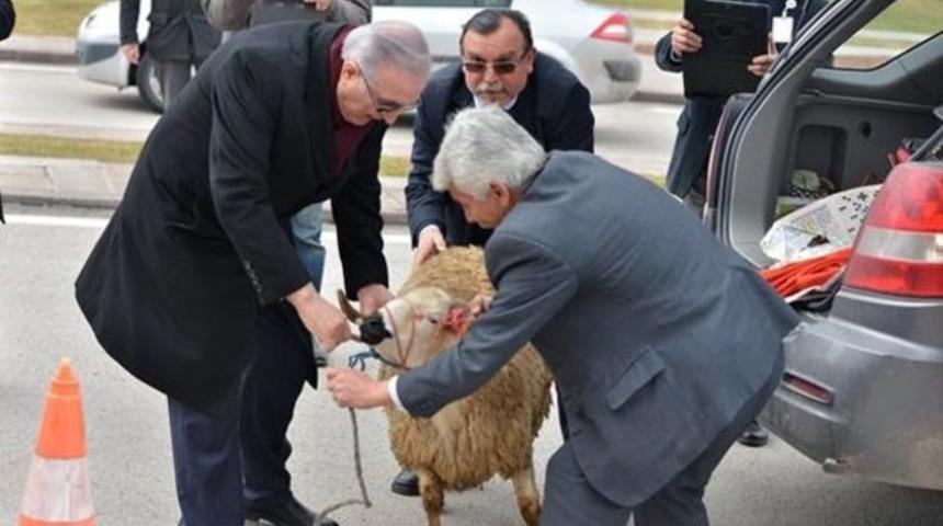 Ensar Öğüt aracının bagajında Meclis’e koç getirdi