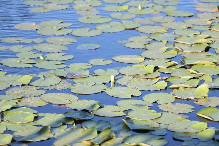 Restorasyonu tamamlanan Acarlar Longozu, törenle açıldı G5