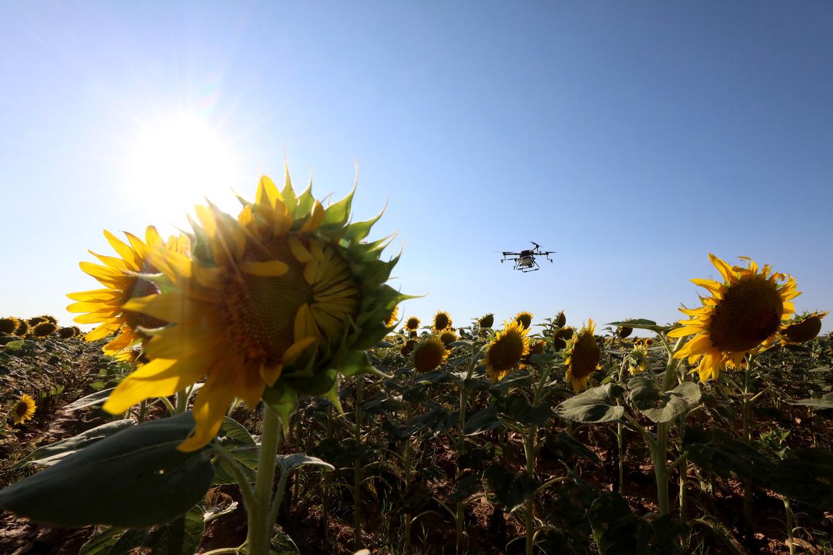 Trakya'da &ccedil;ayır tırtılı ila&ccedil;laması arıların zarar g&ouml;rmemesi i&ccedil;in akşam yapılıyor
