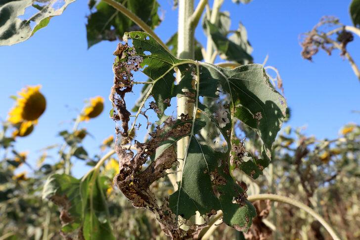 Trakya'da çayır tırtılı ilaçlaması arıların zarar görmemesi için akşam yapılıyor G2