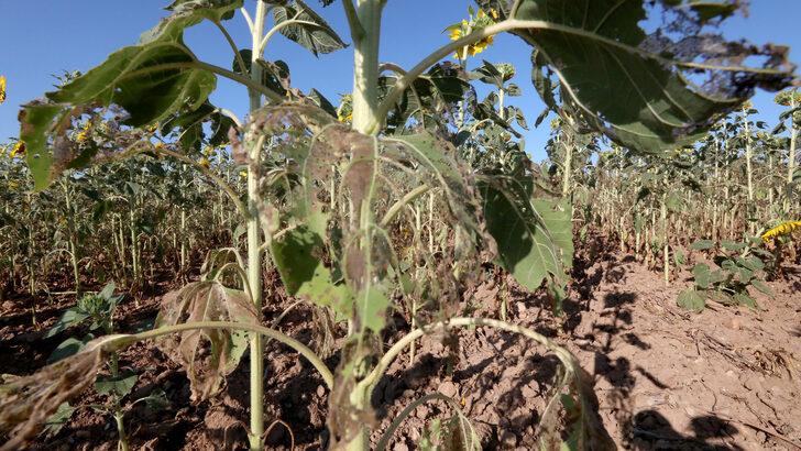 Trakya'da çayır tırtılı ilaçlaması arıların zarar görmemesi için akşam yapılıyor G3