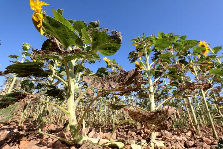 Trakya'da çayır tırtılı ilaçlaması arıların zarar görmemesi için akşam yapılıyor G5