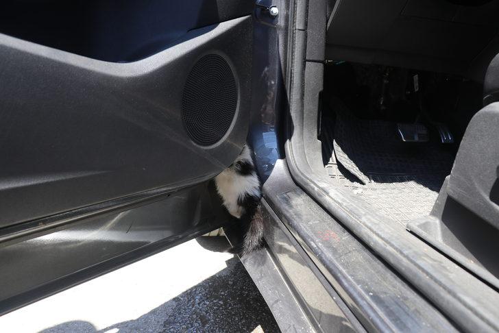 Erzincan'da otomobilin kapısına sıkışan kediyi itfaiye kurtardı G1