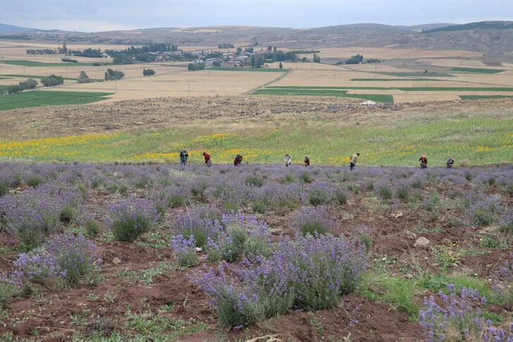 Tokat'ta atıl tarım arazisine dikilen lavantaların hasadı yapıldı G1