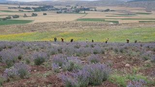 Tokat'ta atıl tarım arazisine dikilen lavantaların hasadı yapıldı
