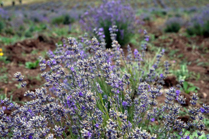Tokat'ta atıl tarım arazisine dikilen lavantaların hasadı yapıldı G2