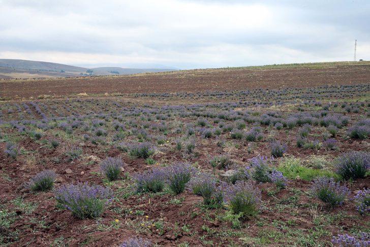 Tokat'ta atıl tarım arazisine dikilen lavantaların hasadı yapıldı G3