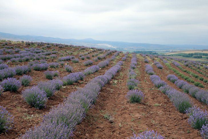 Tokat'ta atıl tarım arazisine dikilen lavantaların hasadı yapıldı G4