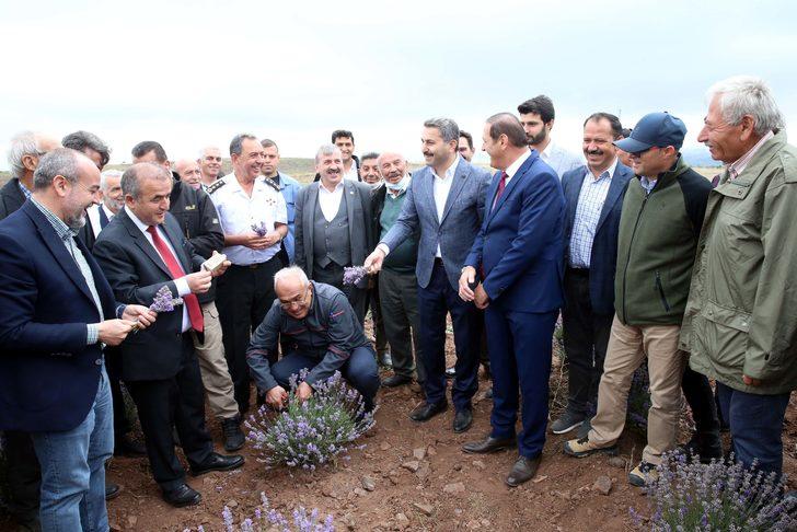 Tokat'ta atıl tarım arazisine dikilen lavantaların hasadı yapıldı G5