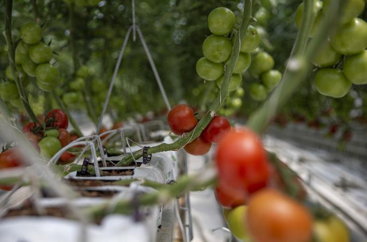 Jeotermal kaynakla domates üretilen "kış kenti"ndeki serada hasat başlıyor G1