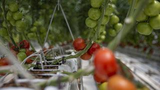 Jeotermal kaynakla domates üretilen kış kentindeki serada hasat başlıyor