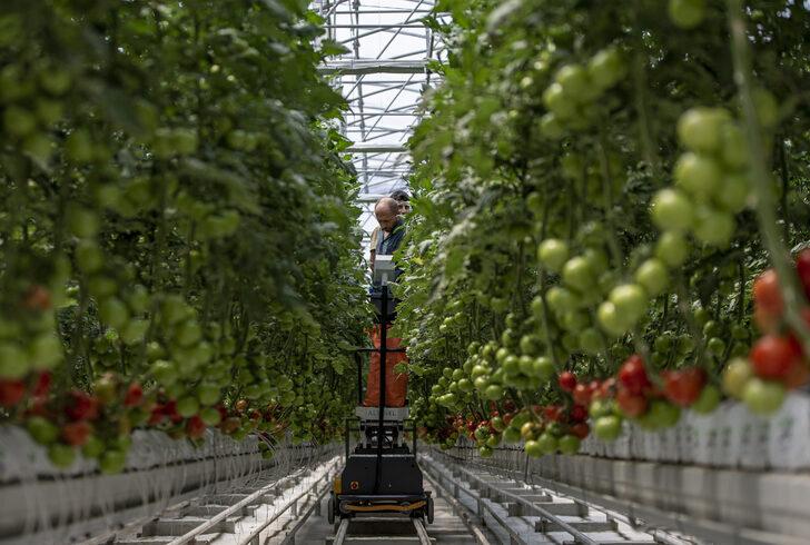 Jeotermal kaynakla domates üretilen "kış kenti"ndeki serada hasat başlıyor G2