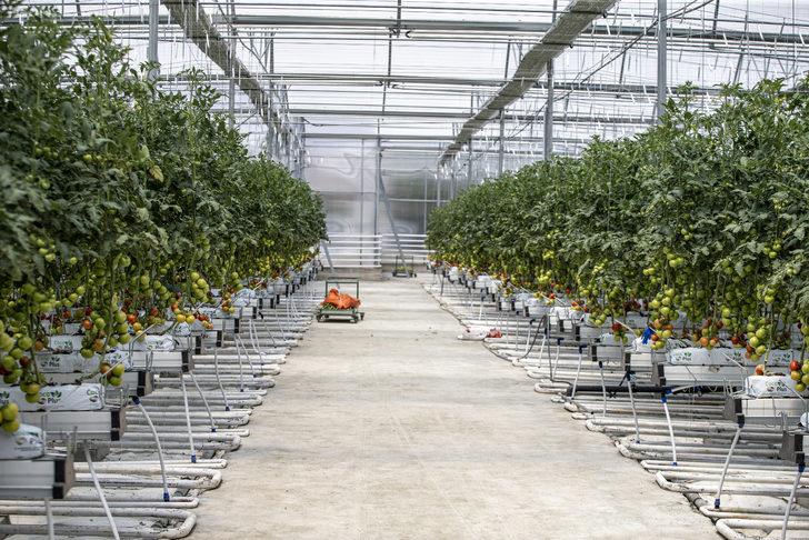 Jeotermal kaynakla domates üretilen "kış kenti"ndeki serada hasat başlıyor G3