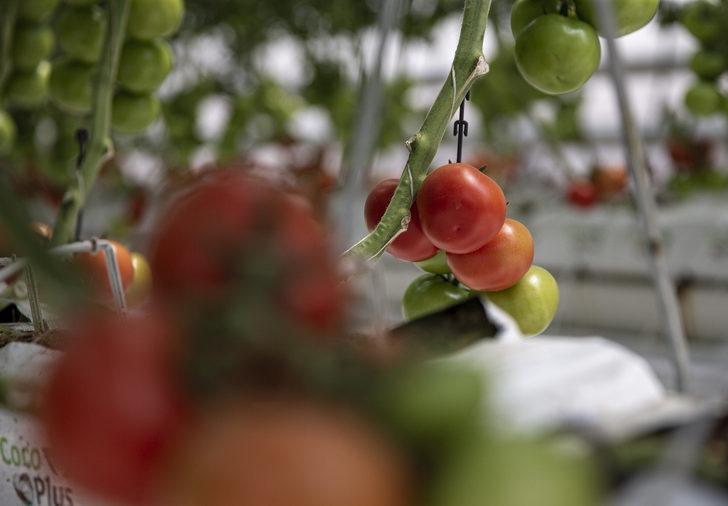 Jeotermal kaynakla domates üretilen "kış kenti"ndeki serada hasat başlıyor G4