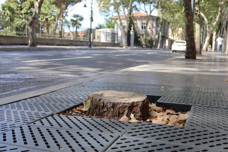 İBB'nin Dolmabahçe ve Çırağan'da kestiği çınarların yerine diktiği fidanlar kurudu G1