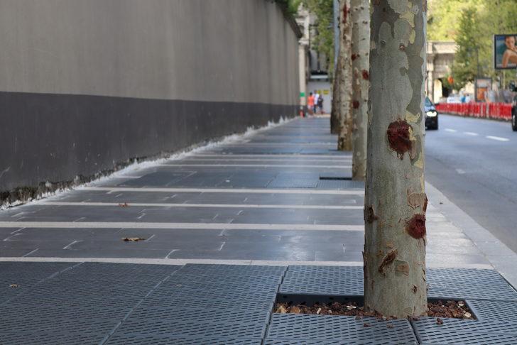 İBB'nin Dolmabahçe ve Çırağan'da kestiği çınarların yerine diktiği fidanlar kurudu G2