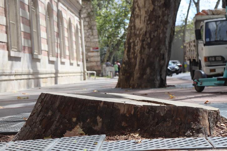 İBB'nin Dolmabahçe ve Çırağan'da kestiği çınarların yerine diktiği fidanlar kurudu G4