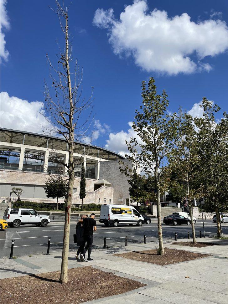 İBB'nin Dolmabahçe ve Çırağan'da kestiği çınarların yerine diktiği fidanlar kurudu G5