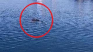 Yer: Bodrum! Yaban domuzu denizde görüntülendi