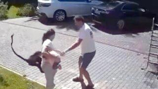 Korku dolu anlar! İki yaşındaki kız maymunun saldırısına uğradı, anne ve babanın çabası anbean kameralara yansıdı