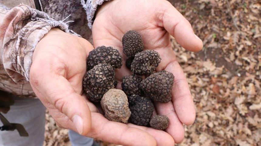 Köpekler tarafından aranıyor! Kilosu 700 ila 4 bin euro arasında 