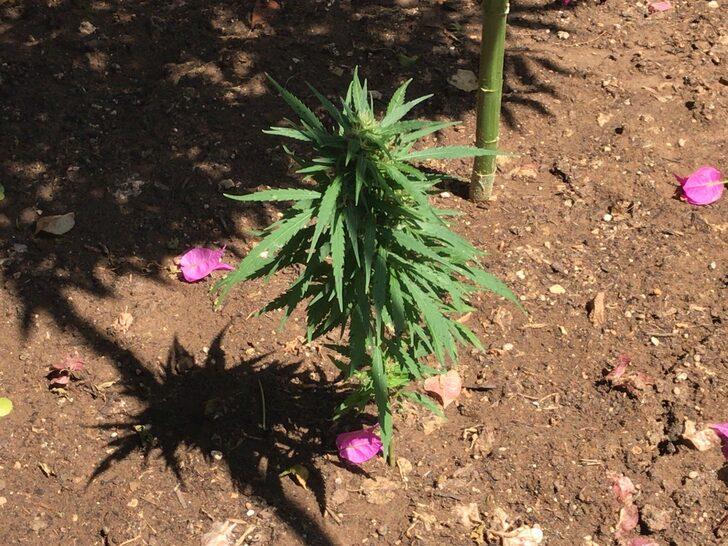 Adana'da uyuşturucu operasyonunda 18 zanlı yakalandı G5