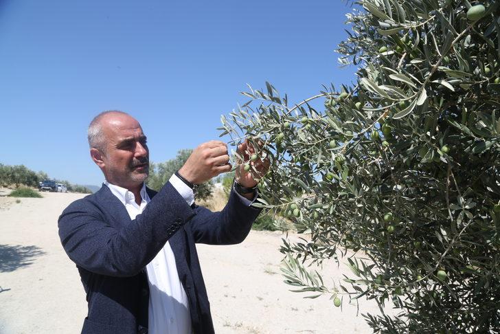 Milas'ta termik santralin maden sahasına dikilen zeytin ağaçları ürüne dönüştü G2