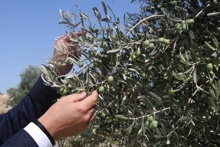 Milas'ta termik santralin maden sahasına dikilen zeytin ağaçları ürüne dönüştü G3