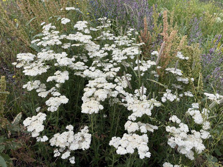 Ardahan'da bazı yayla ve ovalar çiçeklerle kaplandı G2