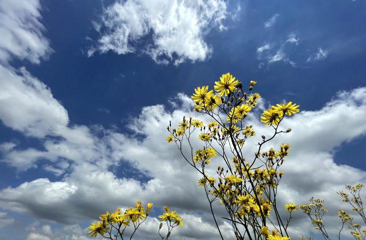 Ardahan'da bazı yayla ve ovalar çiçeklerle kaplandı G3