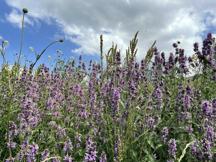 Ardahan'da bazı yayla ve ovalar çiçeklerle kaplandı G5