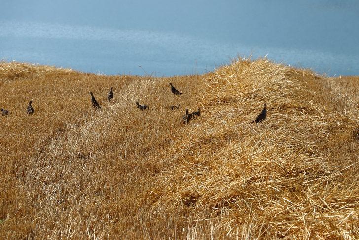 Tekirdağ'da 800 keklik doğaya salındı G3
