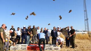 Tekirdağ'da 800 keklik doğaya salındı
