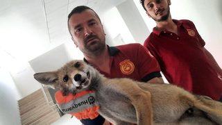 Yalova'da girdiği okulda mahsur kalan tilki itfaiye ekiplerince kurtarıldı