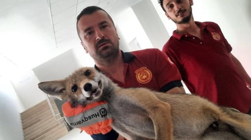 Yalova'da girdiği okulda mahsur kalan tilki itfaiye ekiplerince kurtarıldı