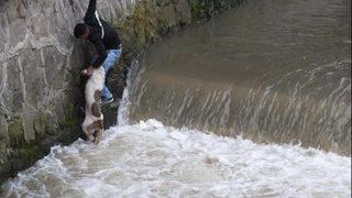 Dereye düşen köpeği beline ip bağlanan genç kurtardı