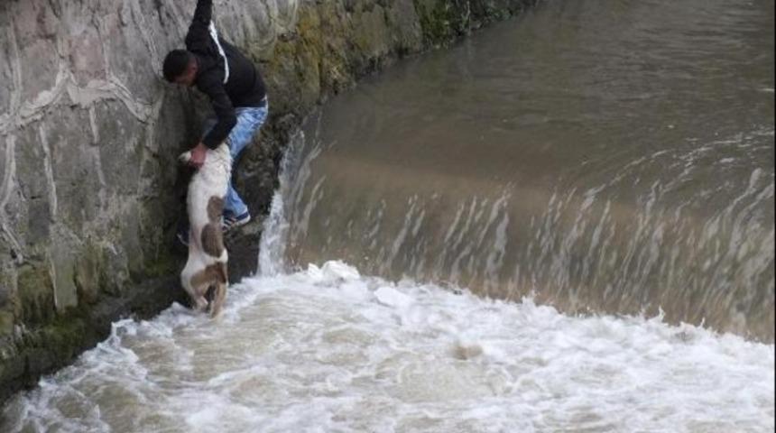 Dereye düşen köpeği beline ip bağlanan genç kurtardı