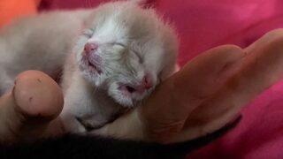 Tayland’da dünyaya gelen çift yüzlü kedi görenleri hayrete düşürdü! “Hiç böyle bir şey görmedim”