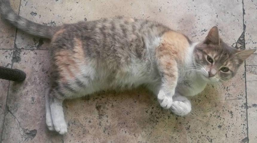  M&uuml;şteri ka&ccedil;ırıyor diye kediyi &ccedil;&ouml;pe attılar