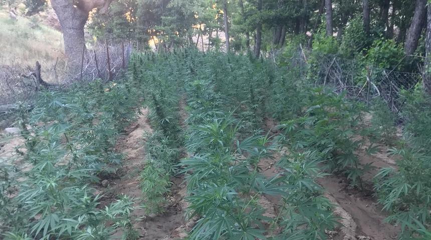 Bingöl'de 252 bin kök Hint keneviri ve skunk ele geçirildi