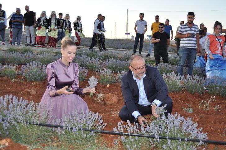 Kahramanmaraş'ta festival kapsamında lavanta hasadı yapıldı G3