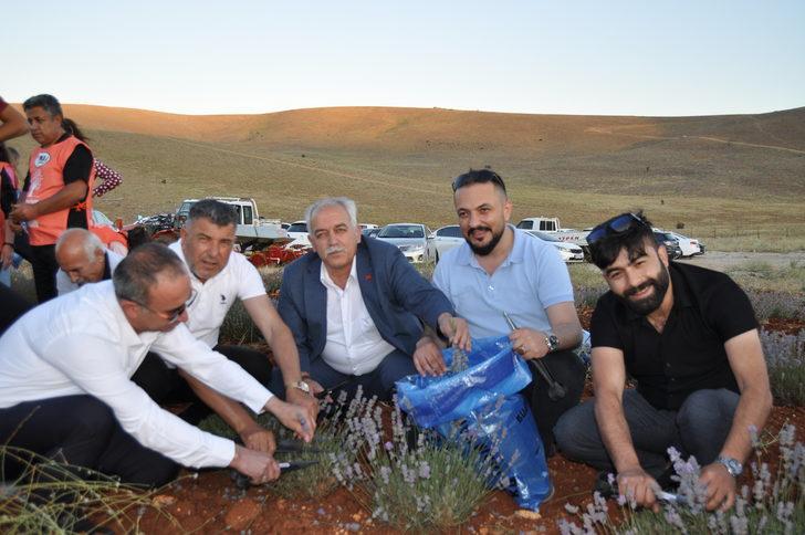 Kahramanmaraş'ta festival kapsamında lavanta hasadı yapıldı G4