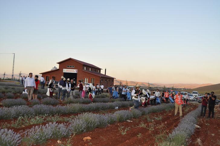 Kahramanmaraş'ta festival kapsamında lavanta hasadı yapıldı G5